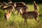 Group mouflons in nature park