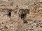 Group of Mouflons, Ovis gmelini or Ovis orientalis, walks through a mountains