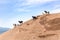 Group of mountain goats on sandy hillside