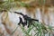 Group of Mourning Cloak caterpillars feeding on the leaves of a deciduous tree.