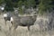 Group of Mule Deer