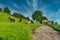 Group of mules and cows grazing on lush green hill next to a road in Spanish countryside