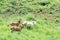 Group of mules grazing on the mountain