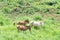 Group of mules grazing on the mountain