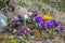 A group of multicolored crocuses among last year`s dry grass and stones