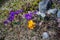 A group of multicolored crocuses among last year`s dry grass and stones