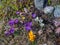 A group of multicolored crocuses among last year`s dry grass and stones