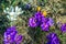 A group of multicolored crocuses among last year`s dry grass and stones