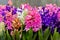 Group multicolored hyacinths.