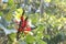 A group of Mulungu flowers details background,Erythrina Mulungu, Brazilian species, Cerrado and Atlantic Forest species