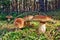 Group mushroom boletus