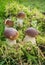 Group mushroom boletus looks beautiful among the moss