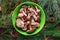 Group of mushrooms Amanita rubescens, young fruiting bodies and adult fruiting body. The common name is the blusher. These are