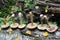 The group of mushrooms birch bolete is laid out in one row on the trunk of a fallen birch