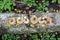 The group of mushrooms birch bolete is laid out in one row on the trunk of a fallen birch