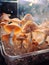 a group of mushrooms in a container