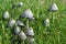 Group of mushrooms in a field of grass