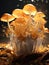 a group of mushrooms in a glass container