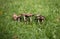 A group of mushrooms on a green background of lawn, grass. Brown mushrooms toadstool in the grass close-up macro. Lawn