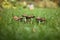 A group of mushrooms on a green blurred background of lawn, grass. Brown mushrooms toadstool in the grass close up macro