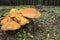 Group of mushrooms growing in the forest