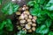 Group of mushrooms growing in the garden among green plants. Toadstool fungi mycelium spawn. Natural background texture