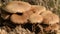 Group of mushrooms growing on an old rotten tree stump in the forest