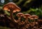 A group of mushrooms growing in rich dark soil.