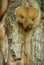 Group of mushrooms growing on a tree trunk