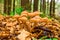 Group of mushrooms honey agarics close-up