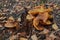 Group of mushrooms honey agarics close-up