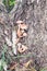 Group of mushrooms Kuehneromyces mutabilis on a tree stump in the forest