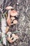 Group of mushrooms Kuehneromyces mutabilis on a tree stump in the forest