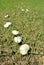 Group of mushrooms in line on ground outdoors