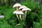 Group of mushrooms in moss