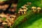 Group of mushrooms on a mossy trunk-2