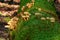 Group of mushrooms on a mossy trunk-3