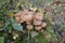 A group of mushrooms Northern honey agaric Armillaria borealis grows on a stump among grass in the autumn forest