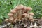 Group of mushrooms in pine needles