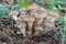 Group of mushrooms in pine needles