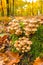 Group of mushrooms on a stump