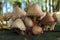 Group of mushrooms in stump