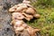 Group of mushrooms Suillus bovinus