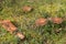 Group of mushrooms Suillus bovinus