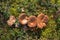 Group of mushrooms Suillus bovinus