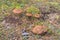 Group of mushrooms Suillus bovinus