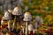 A group of mushrooms, the tintling Coprinus comatus, grows in a meadow in autumn, with colorful leaves around them