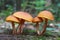 Group mushrooms on the tree forest