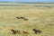 Group Of Mustangs Galloping In The Steppe In Russia