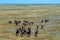 Group Of Mustangs Galloping In The Steppe In Russia